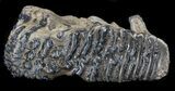 Rare Fossil Palaeoloxodon Molar #35932-2